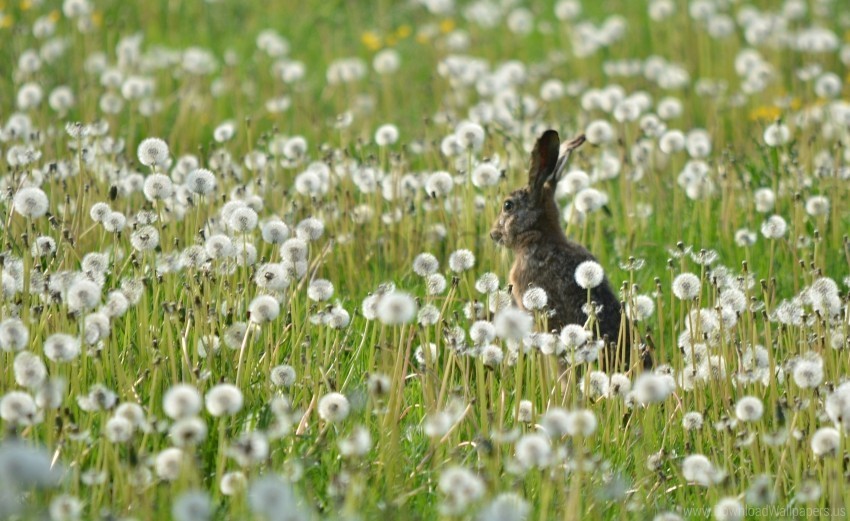 dandelion field flowers grass rabbit wallpaper High-quality transparent PNG images comprehensive set