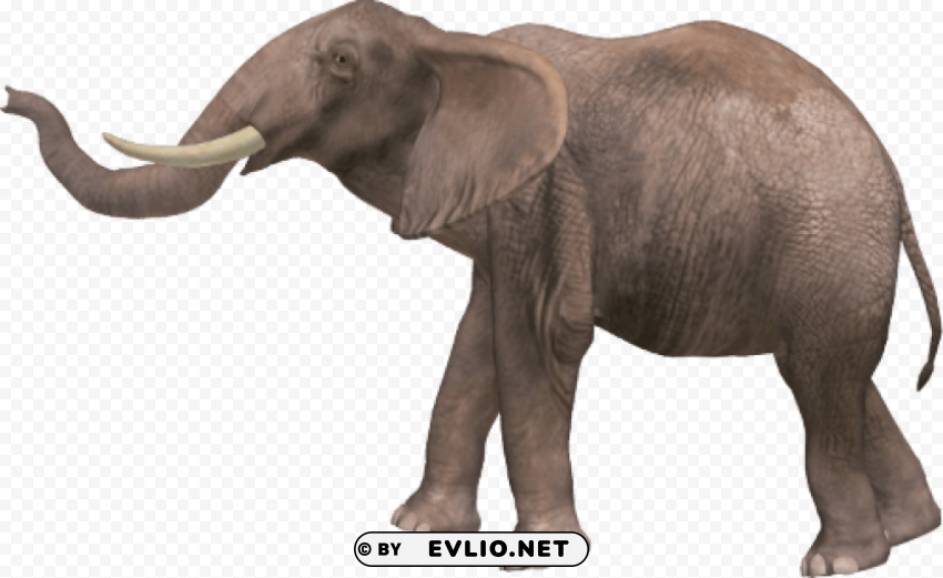 Elephant PNG Images With Transparent Space