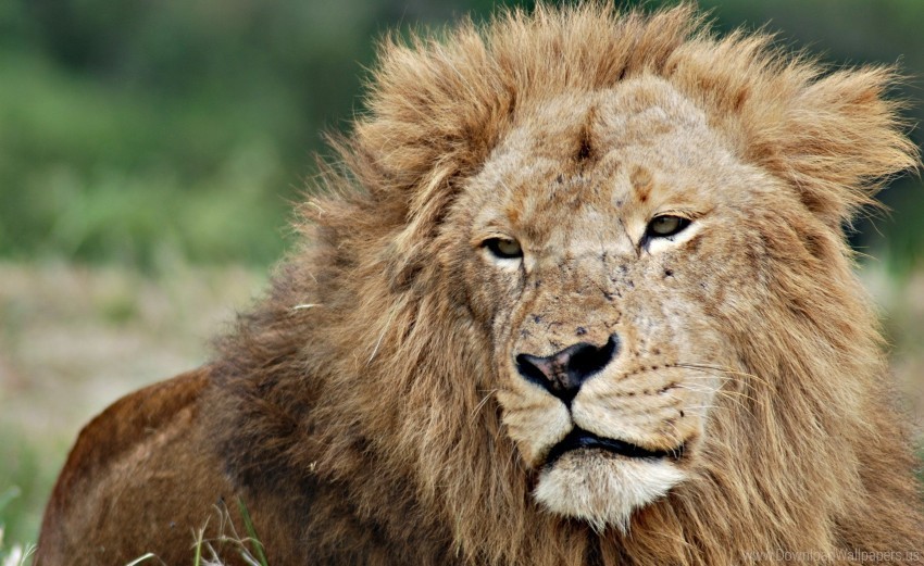 eyes face king of beasts lion mane wallpaper Transparent PNG download