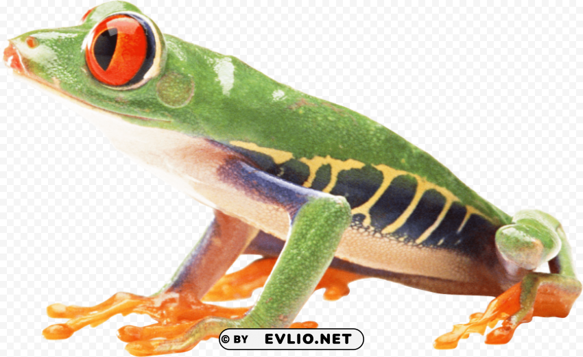 frog Isolated Subject on HighQuality PNG png images background - Image ID 18e2ca2c
