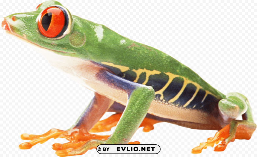 Frog Isolated Subject On HighQuality PNG