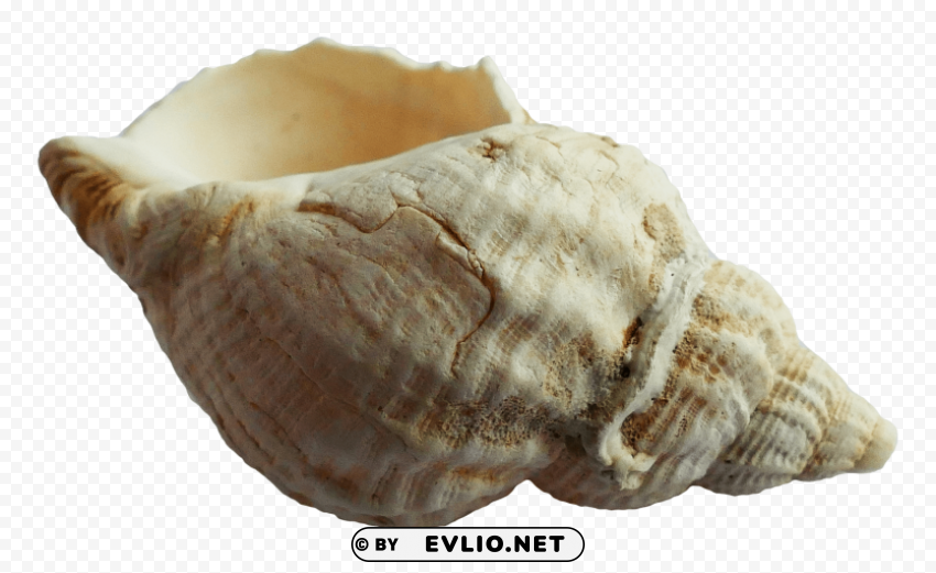 PNG image of Seashell Transparent PNG images for printing with a clear background - Image ID 7f2f01cb