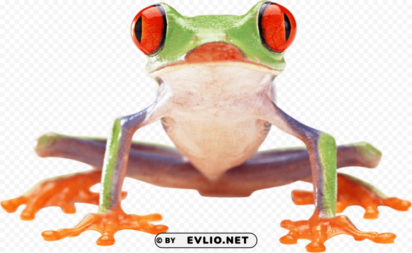 17-frog--image PNG for blog use