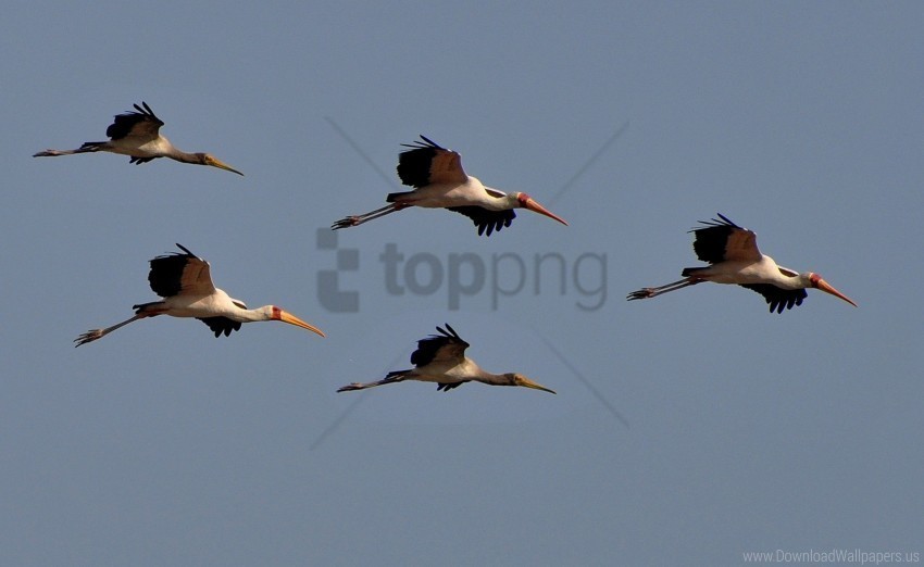 birds flight sky wallpaper Free PNG images with transparency collection