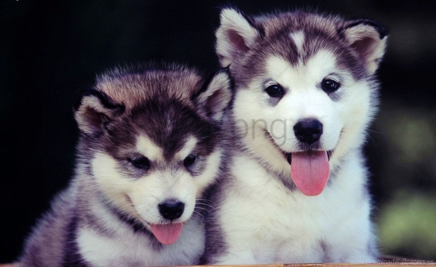 blue couple cute dog face puppies wallpaper Images in PNG format with transparency