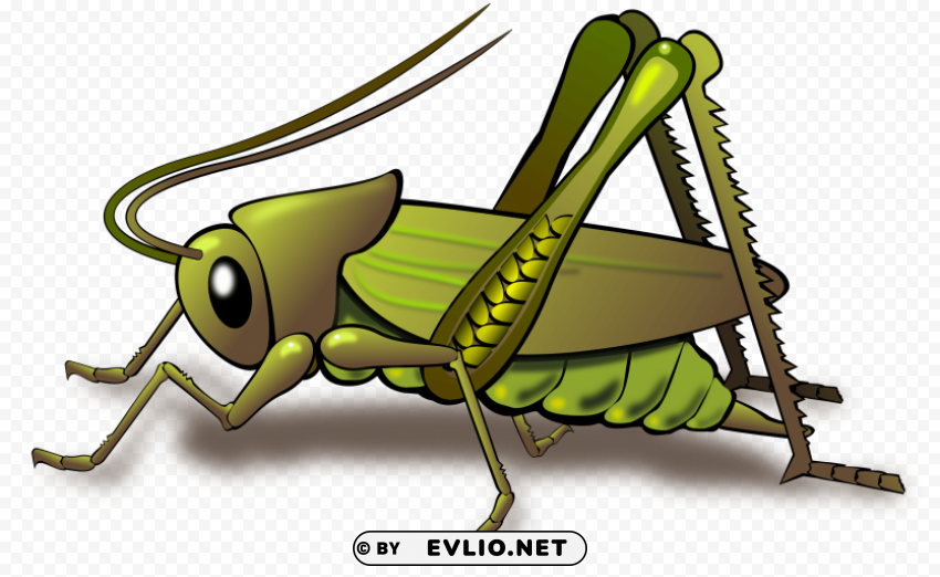 cricket insect clipart PNG Graphic Isolated with Clear Background png images background - Image ID 4acfe50b