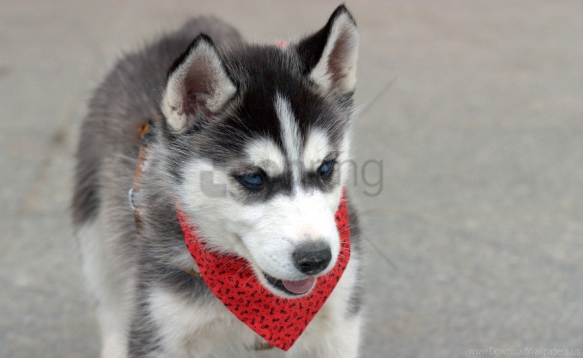dog face handkerchief husky puppy wallpaper PNG with isolated background