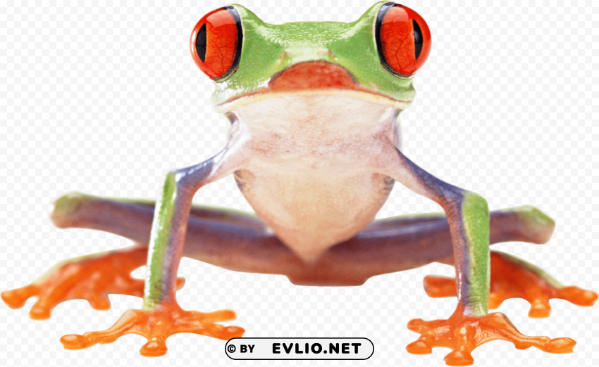 frog PNG clipart with transparency