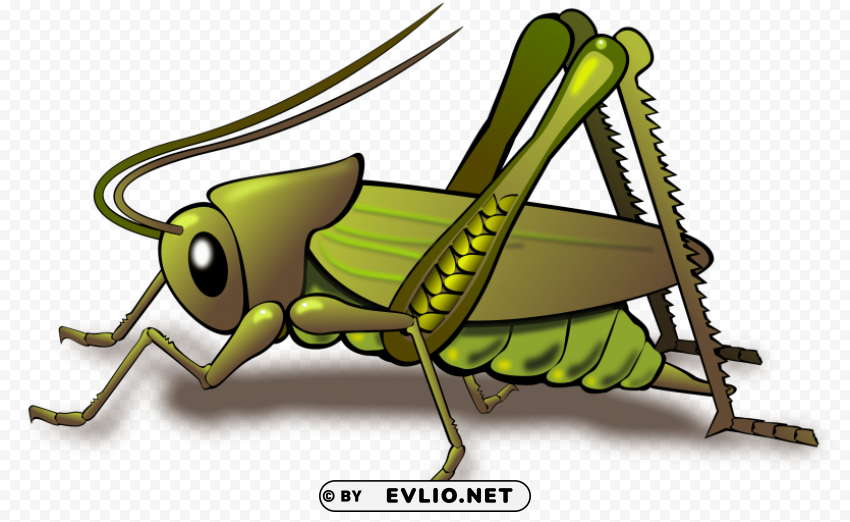 grasshopper Clear PNG pictures package