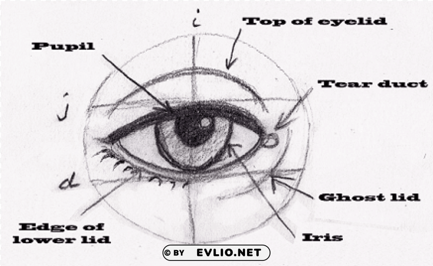 Human Eye Proportions Isolated Element With Transparent PNG Background