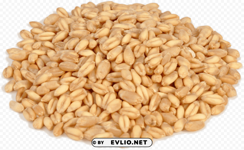 wheat Clear Background PNG Isolation