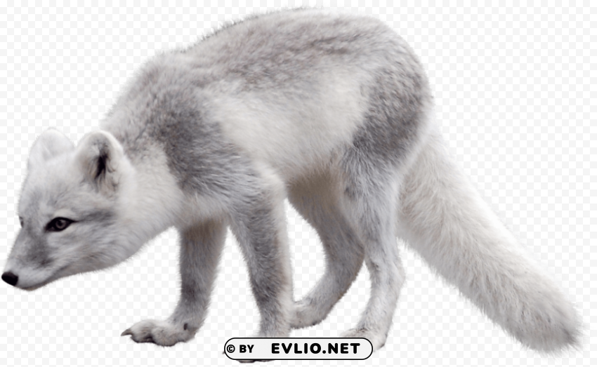 arctic snow fox Isolated Object on Transparent Background in PNG