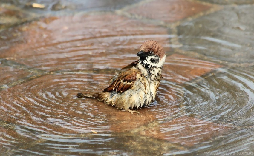 birds sparrow water wet wallpaper PNG no watermark