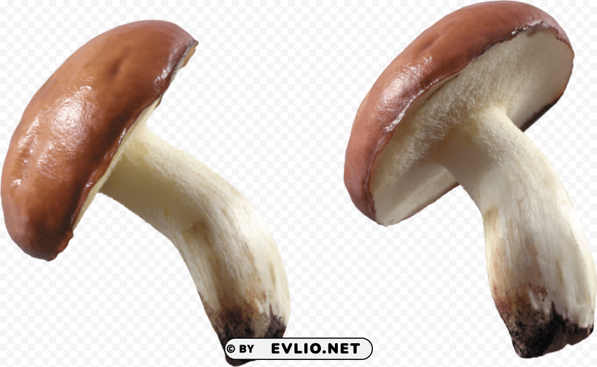 PNG image of classic brown and white mushroom PNG Image with Isolated Subject with a clear background - Image ID 1227e6eb