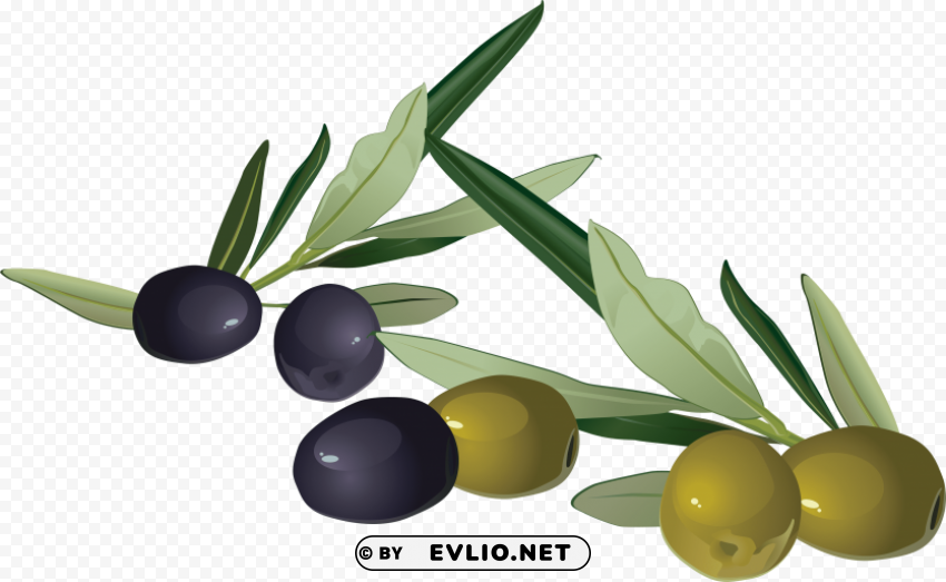 olives PNG files with clear backdrop assortment