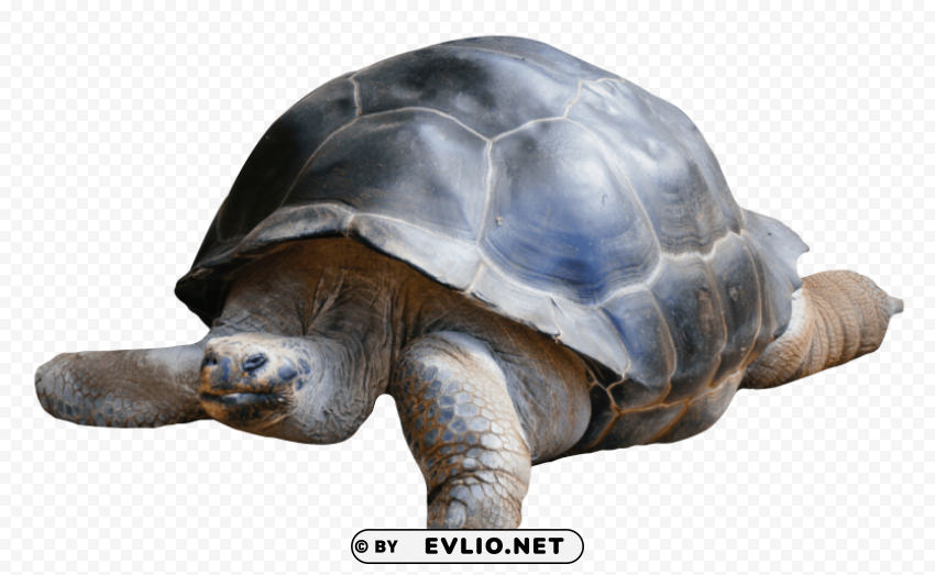 Tortoise PNG with Isolated Object