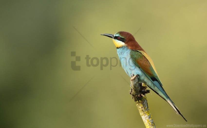 bee-eater branch golden bee-eater poultry wallpaper PNG Image Isolated on Clear Backdrop