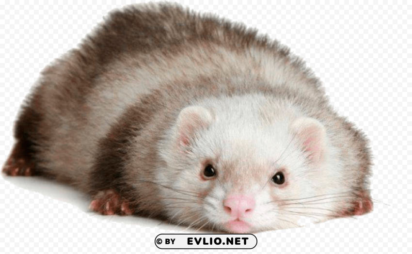 ferret Transparent Background PNG Isolated Item