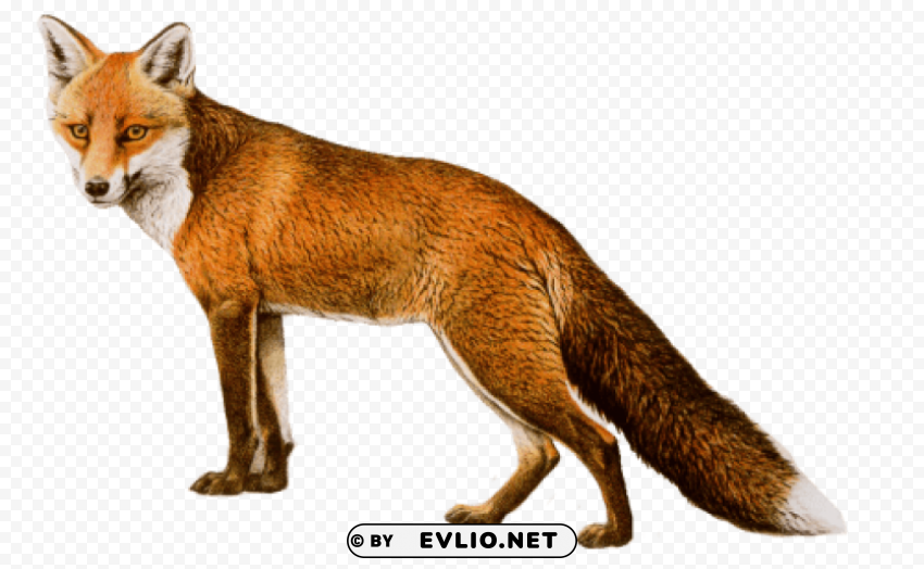 fox Isolated Design in Transparent Background PNG png images background - Image ID ca19ea55