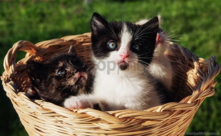 Gift Kittens Shopping Sitting Wallpaper Isolated Item With Transparent Background PNG