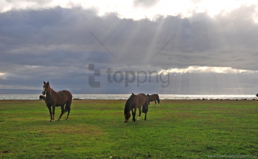grass grazing horses sky walking wallpaper PNG Isolated Object on Clear Background