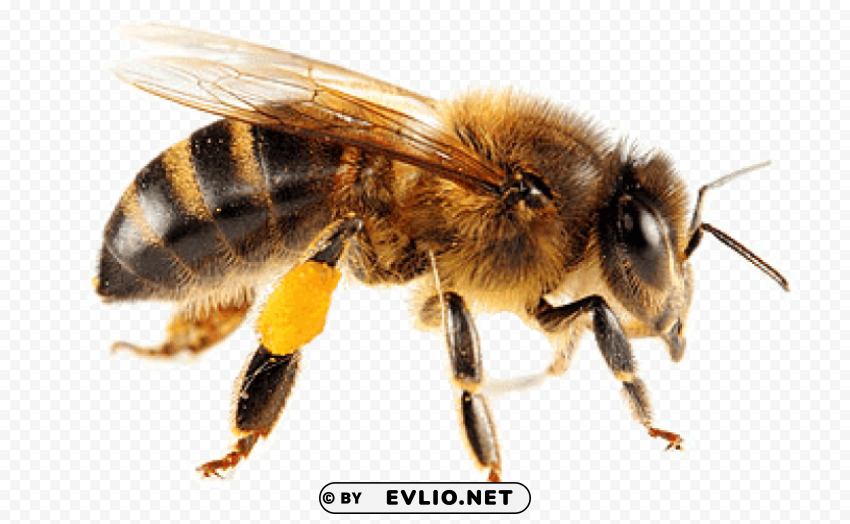 isolated bee Transparent art PNG