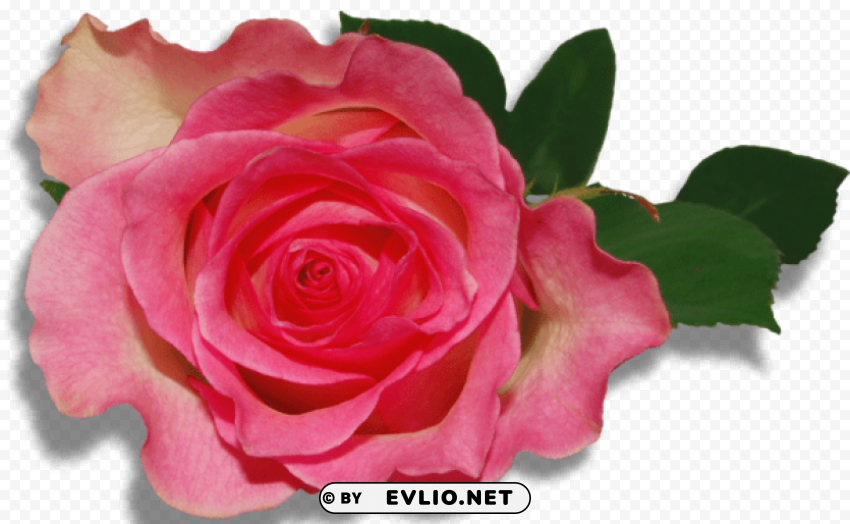 large nature rose PNG with Isolated Transparency