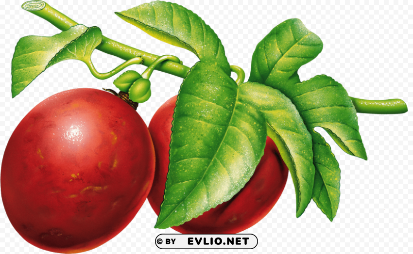 plum High Resolution PNG Isolated Illustration