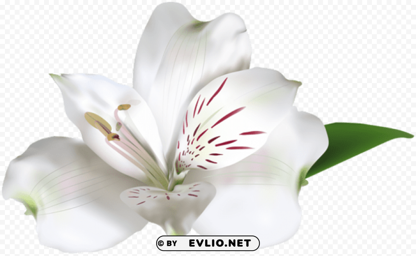 white alstroemeria Clear Background PNG with Isolation