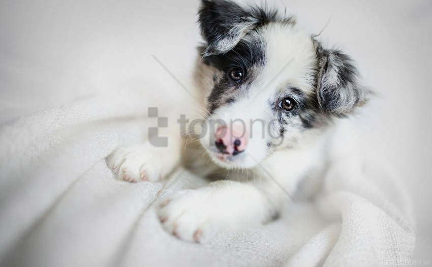 border collie dog muzzle puppy wallpaper PNG transparency images