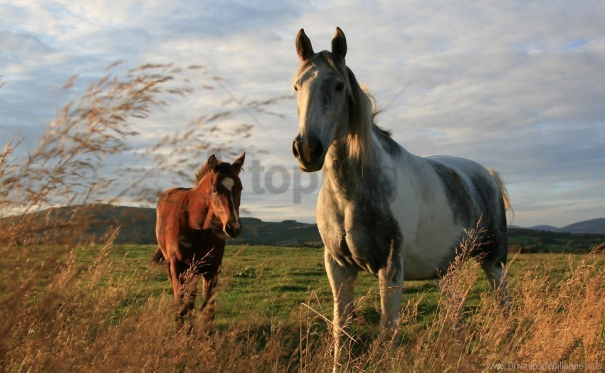 couple field grass horses wallpaper Free PNG file