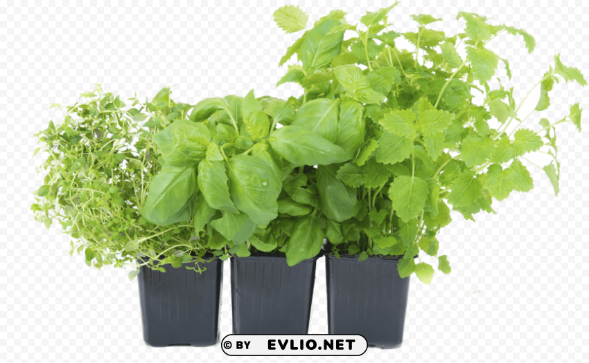 herb Transparent PNG Isolated Graphic Detail