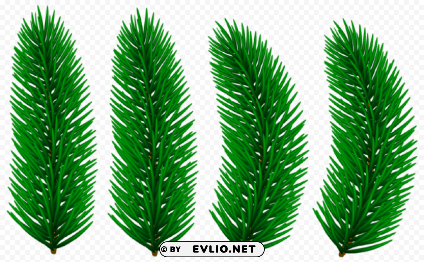 pine branches Isolated Character on Transparent Background PNG