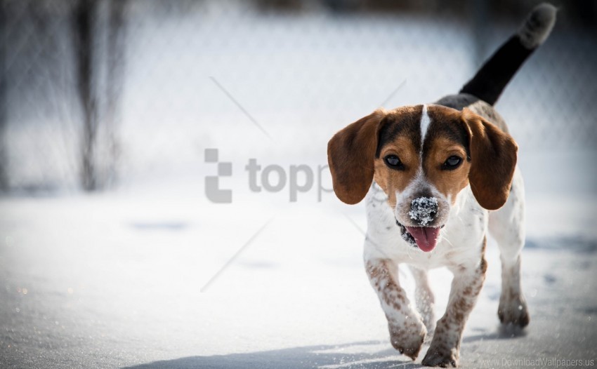 beagle dog puppy snow wallpaper PNG objects