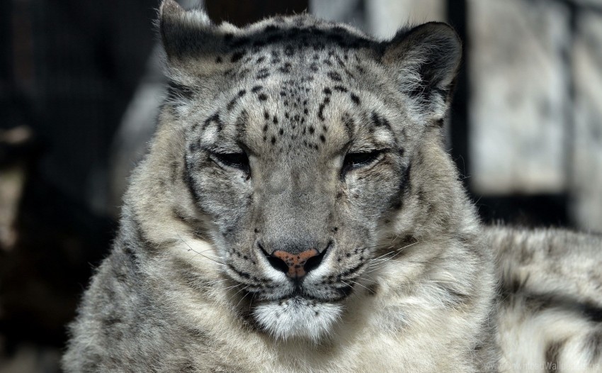 big cat muzzle predator sleep snow leopard wallpaper High-resolution transparent PNG images set