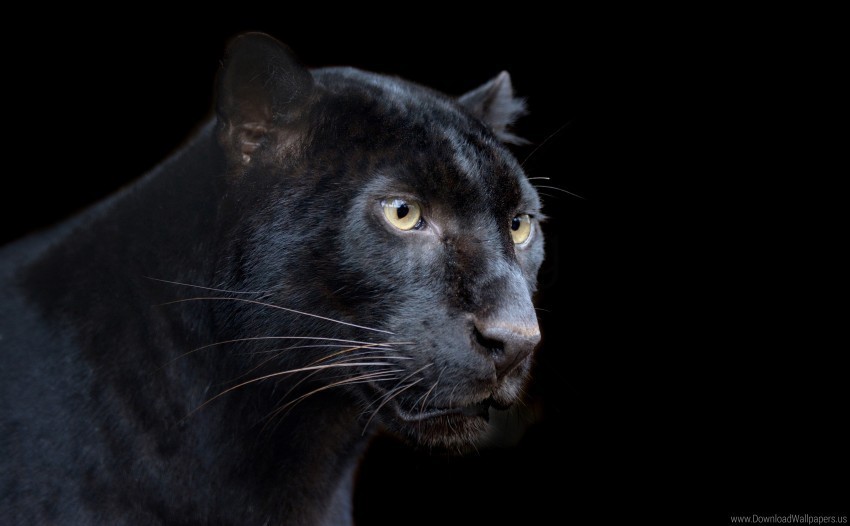 black background leopard panther wolf wallpaper PNG images with clear backgrounds