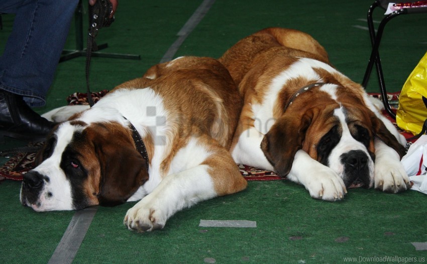dogs lying muzzle st bernards waiting wallpaper PNG images for printing