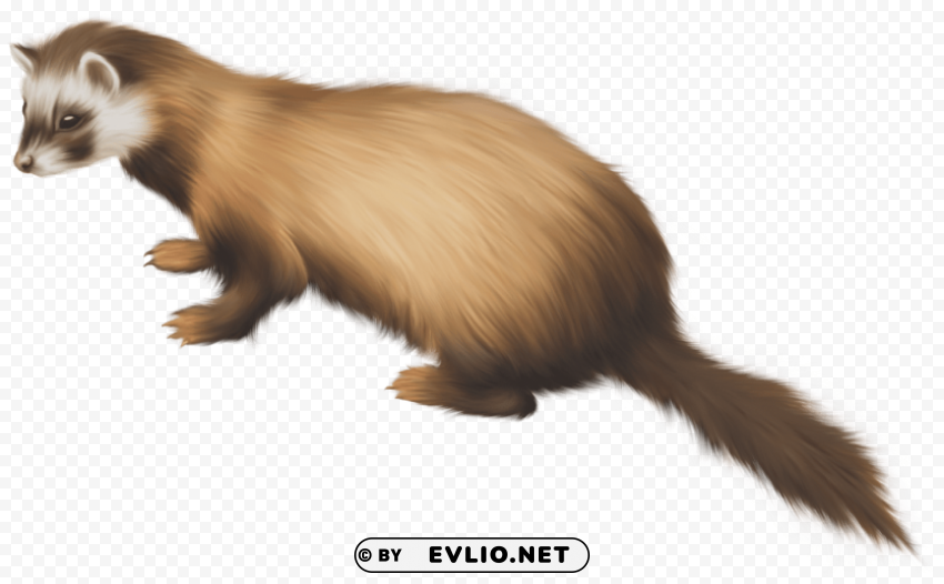 ferret PNG Image Isolated with High Clarity