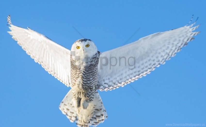 flight owl predator sky wings wallpaper Alpha channel transparent PNG