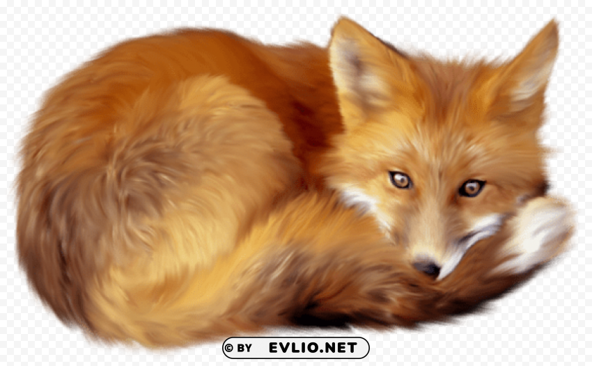 fox Isolated Artwork on Clear Background PNG