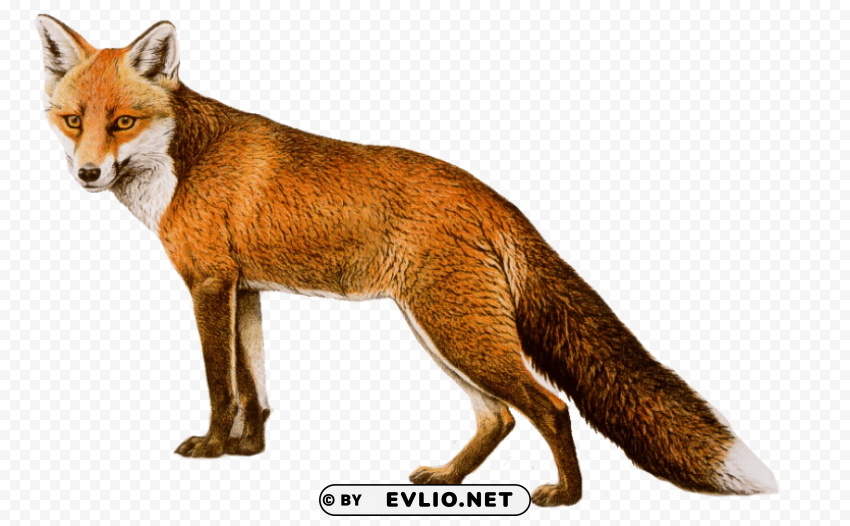 fox drawing PNG for design