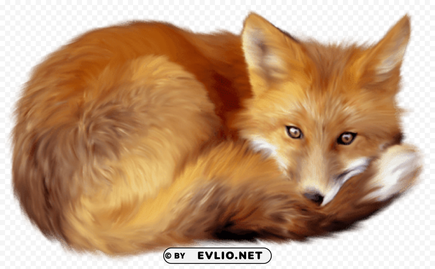 fox lying down PNG images with alpha transparency free