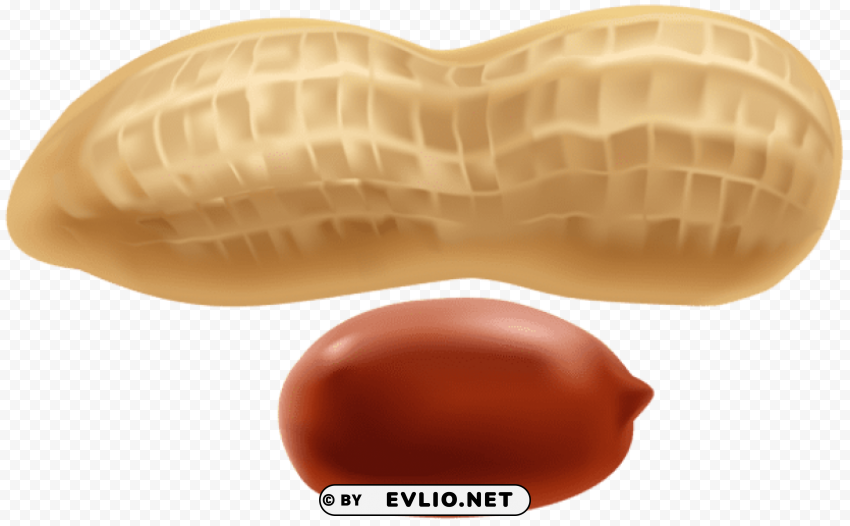 Peanut PNG Isolated Object With Clear Transparency