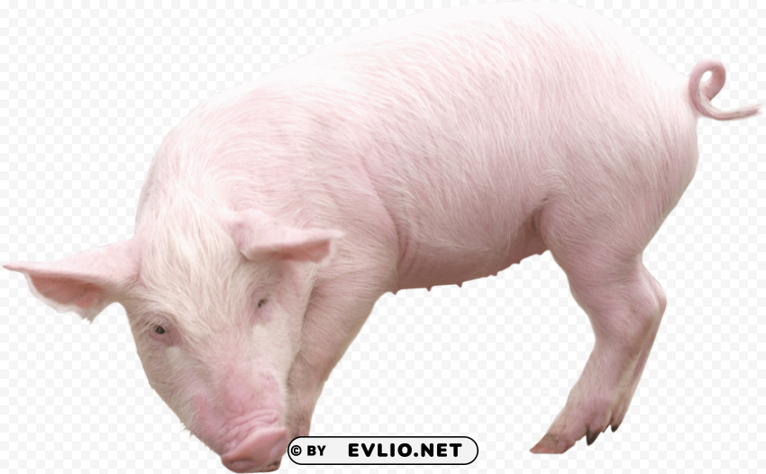 pig from sideview PNG images for editing