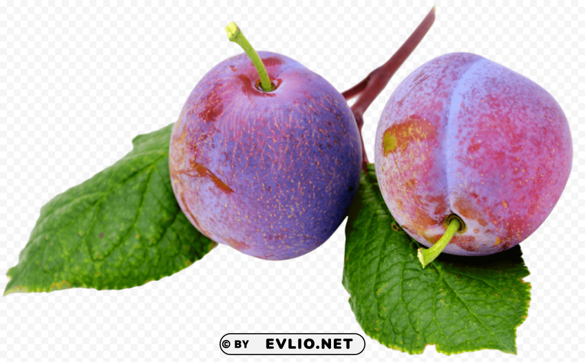 plum with leaf Isolated Artwork on Transparent Background