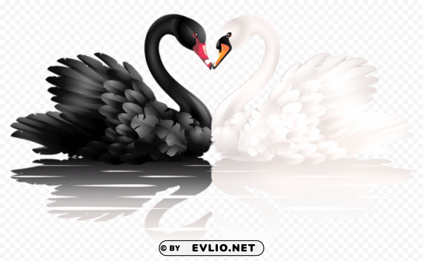 white and black swans with heart shape High-resolution PNG images with transparency
