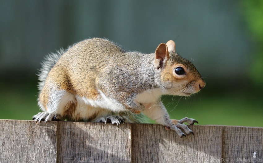 animal fear fence squirrel wallpaper PNG images with alpha transparency wide selection