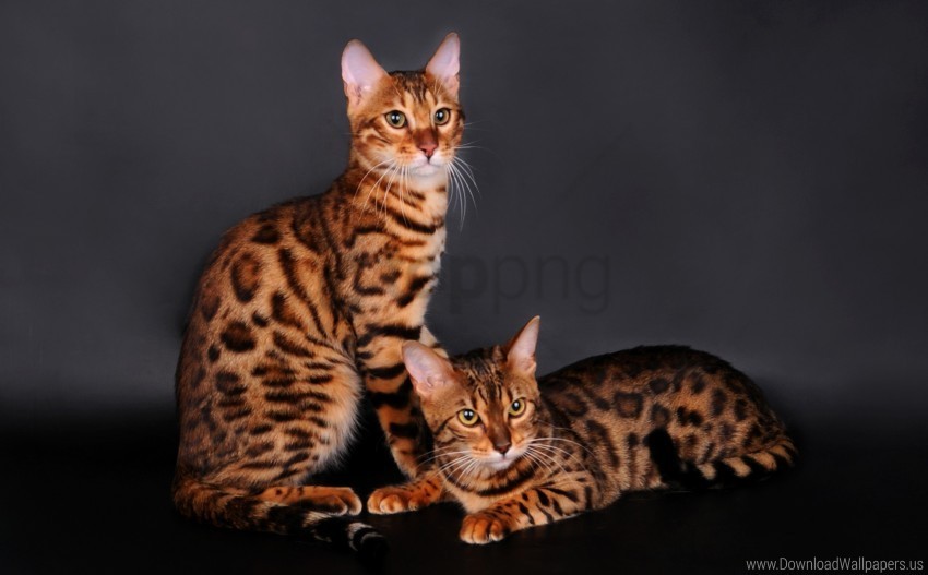 bengal cat cat couple leopard color wallpaper PNG Graphic with Transparency Isolation
