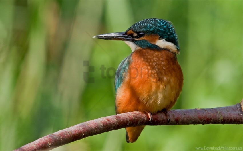 bird branch kingfisher sit tree wallpaper Clear PNG