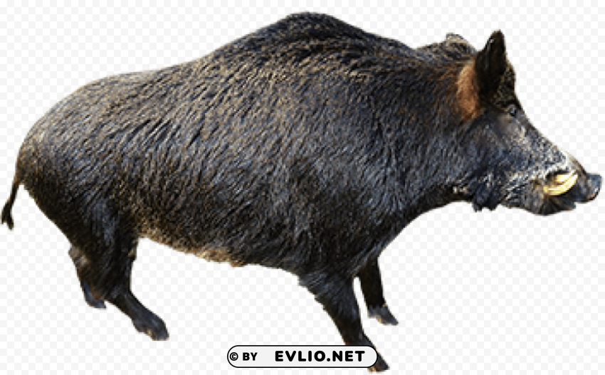 boar Isolated Graphic Element in Transparent PNG